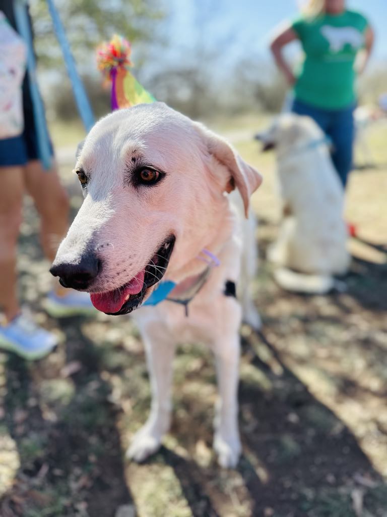 Jelly Roll, the Sweetest